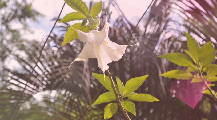 burundanga planta